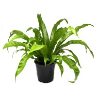 Nestfarn, (Asplenium antiquum), im 17cm Topf, ca. 40cm hoch