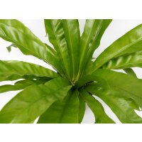 Nestfarn, (Asplenium antiquum), im 17cm Topf, ca. 40cm hoch