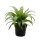 Nestfarn, (Asplenium antiquum), im 17cm Topf, ca. 40cm hoch