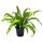Nestfarn, (Asplenium antiquum), im 17cm Topf, ca. 40cm hoch