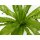 Nestfarn, (Asplenium antiquum), im 17cm Topf, ca. 40cm hoch