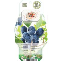 2er Set winterharte Heidelbeere (Blaubeeren) Pflanze,...