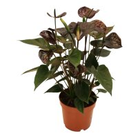 Flamingoblume, (Anthurium), Sorte: Black Love, im 12cm Topf