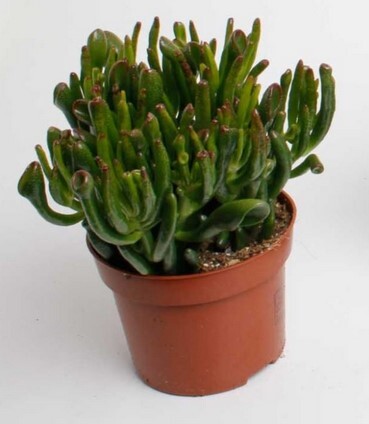 Geldbaum, (Crassula Horn Tree), im 12cm Topf, ca. 15cm hoch