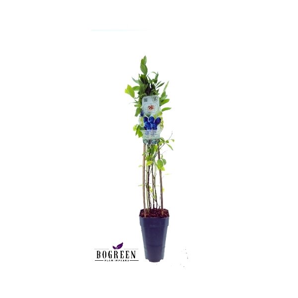 3er Set winterharte Heidelbeere (Blaubeeren) Pflanze, Sorte: Jersey, ca. 55cm hoch, im 14cm Topf