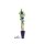 3er Set winterharte Heidelbeere (Blaubeeren) Pflanze, Sorte: Jersey, ca. 55cm hoch, im 14cm Topf