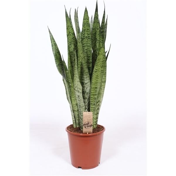 Sanseveria, (Sanseveria zeylanica), ca. 85cm hoch, 25cm Topf