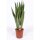 Sanseveria, (Sanseveria zeylanica), ca. 85cm hoch, 25cm Topf
