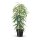 Gummibaum (Ficus), Sorte: Alii, im 21cm Topf, ca. 100cm hoch