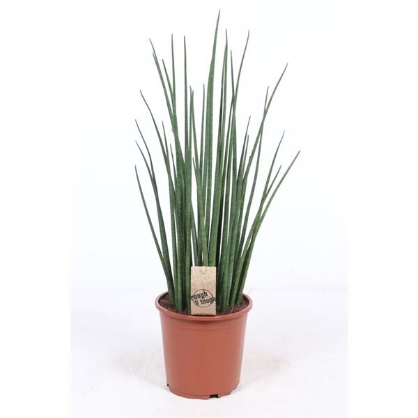 Sanseveria Mikado (Sanseveria), ca. 65cm hoch, im 14cm Topf