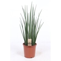 Sanseveria Mikado (Sanseveria), ca. 75cm hoch, im 19cm Topf