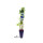 2er Set winterharte Heidelbeere (Blaubeeren) Pflanze, Sorte: Patriot, ca. 55cm hoch, im 14cm Topf