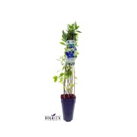 3er Set winterharte Heidelbeere (Blaubeeren) Pflanze,...