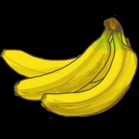 Bio winterharte Banane, (Musa basjoo), im 12cm Topf