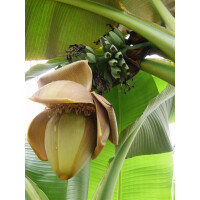 Bio winterharte Banane, (Musa basjoo), im 12cm Topf