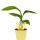 Bio winterharte Banane, (Musa basjoo), im 12cm Topf