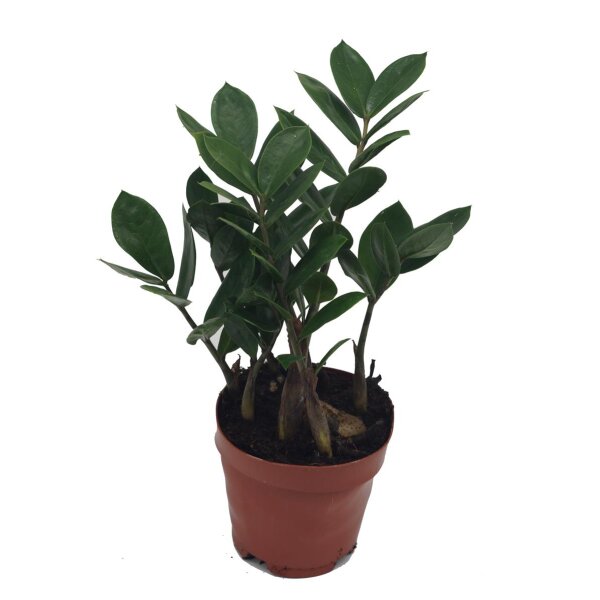 Zamie (Zamioculcas zamiifolia), ca. 35cm hoch, 12cm Topf