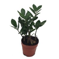 Zamie (Zamioculcas zamiifolia), ca. 35cm hoch, 12cm Topf