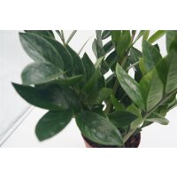 Zamie (Zamioculcas zamiifolia), ca. 35cm hoch, 12cm Topf