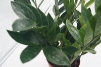 Zamie (Zamioculcas zamiifolia), ca. 35cm hoch, 12cm Topf