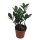 Zamie (Zamioculcas zamiifolia), ca. 35cm hoch, 12cm Topf