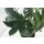 Zamie (Zamioculcas zamiifolia), ca. 35cm hoch, 12cm Topf