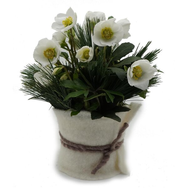 Christrose, incl. natürlicher Dekoration und Filzmanschette  im Wert von 15,95 Euro Filzmanschette in creme