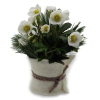 Christrose, incl. nat&uuml;rlicher Dekoration und Filzmanschette  im Wert von 15,95 Euro Filzmanschette in creme