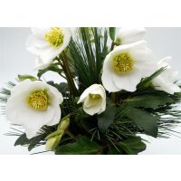 Christrose, incl. nat&uuml;rlicher Dekoration und Filzmanschette  im Wert von 15,95 Euro Filzmanschette in creme