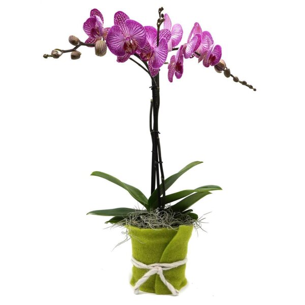 Orchidee, incl. natürlicher Dekoration und Filzmanschette