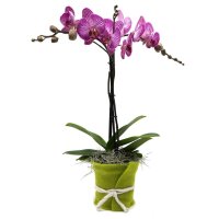 Orchidee, incl. natürlicher Dekoration und...