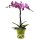 Orchidee, incl. natürlicher Dekoration und Filzmanschette
