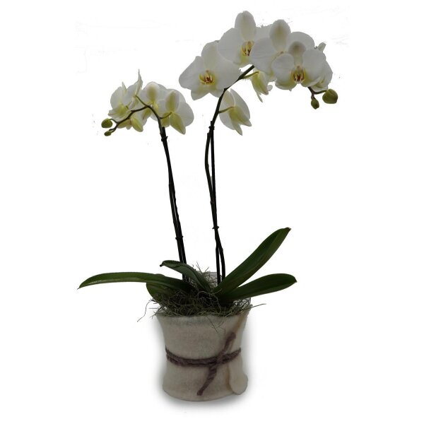 Orchidee, incl. natürlicher Dekoration und Filzmanschette  im Wert von 24,80 Euro weiss Filzmanschette in weiss