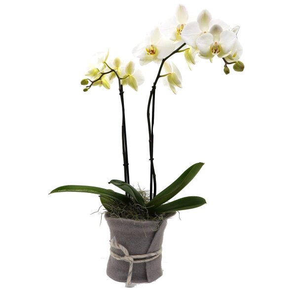 Orchidee, incl. natürlicher Dekoration und Filzmanschette  im Wert von 24,80 Euro weiss Filzmanschette in grau