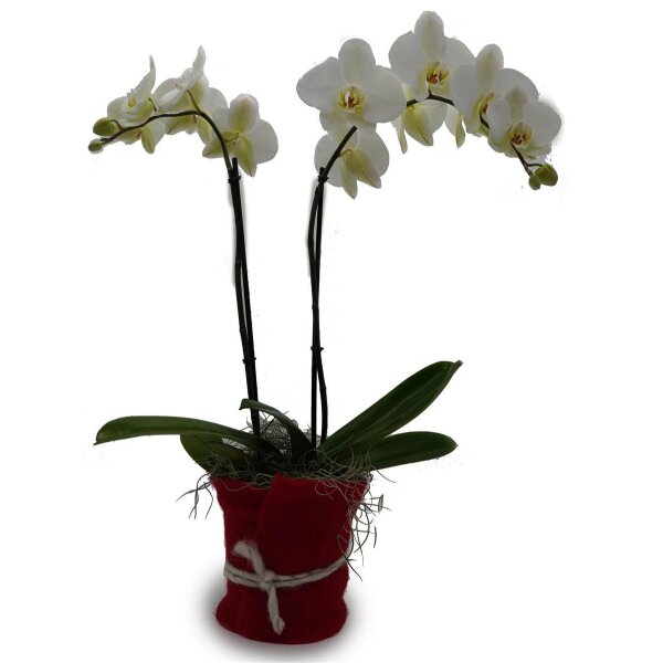 Orchidee, incl. natürlicher Dekoration und Filzmanschette  im Wert von 24,80 Euro weiss Filzmanschette in rot-bordeaux