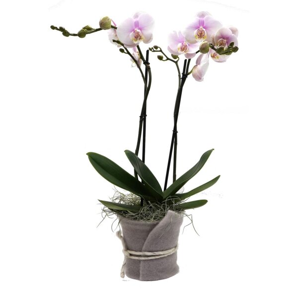 Orchidee, incl. natürlicher Dekoration und Filzmanschette  im Wert von 24,80 Euro rosa Filzmanschette in grau