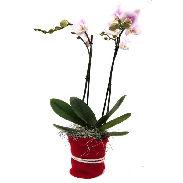 Orchidee, incl. natürlicher Dekoration und Filzmanschette  im Wert von 24,80 Euro rosa Filzmanschette in rot-bordeaux