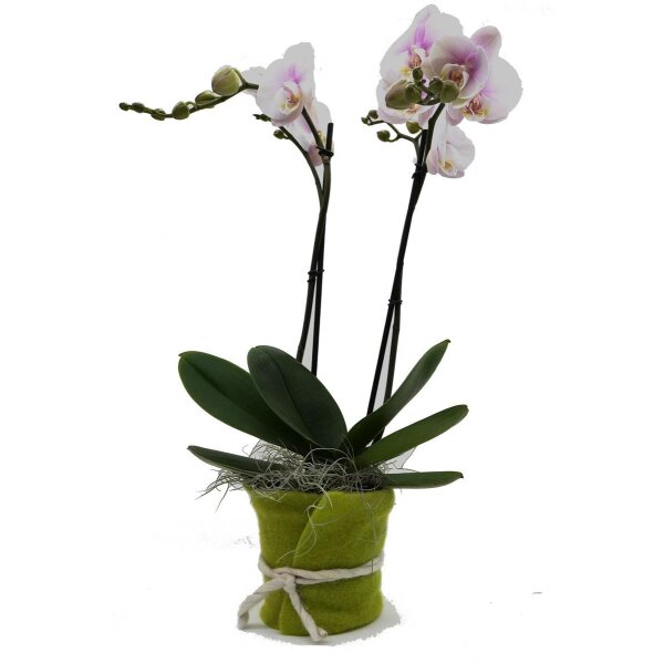 Orchidee, incl. natürlicher Dekoration und Filzmanschette  im Wert von 24,80 Euro rosa Filzmanschette in gün