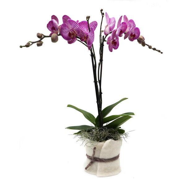 Orchidee, incl. natürlicher Dekoration und Filzmanschette  im Wert von 24,80 Euro pink Filzmanschette in weiss