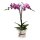 Orchidee, incl. natürlicher Dekoration und Filzmanschette  im Wert von 24,80 Euro pink Filzmanschette in weiss
