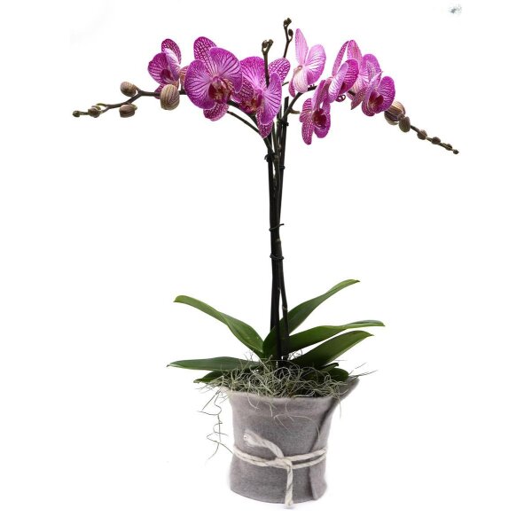 Orchidee, incl. natürlicher Dekoration und Filzmanschette  im Wert von 24,80 Euro pink Filzmanschette in grau