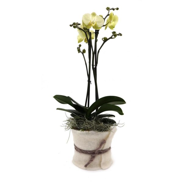 Orchidee, incl. natürlicher Dekoration und Filzmanschette  im Wert von 24,80 Euro gelb Filzmanschette in weiss