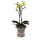 Orchidee, incl. natürlicher Dekoration und Filzmanschette  im Wert von 24,80 Euro gelb Filzmanschette in grau