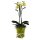Orchidee, incl. natürlicher Dekoration und Filzmanschette  im Wert von 24,80 Euro gelb Filzmanschette in gün