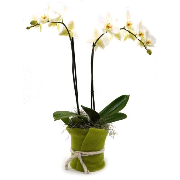 Orchidee, incl. natürlicher Dekoration und Filzmanschette  im Wert von 34,80 Euro weiss Filzmanschette in gün