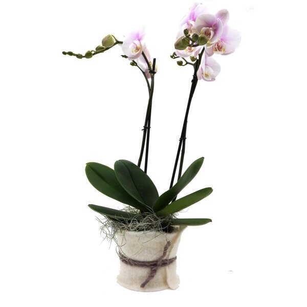 Orchidee, incl. natürlicher Dekoration und Filzmanschette  im Wert von 34,80 Euro rosa Filzmanschette in weiss