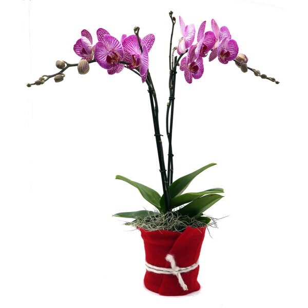 Orchidee, incl. natürlicher Dekoration und Filzmanschette  im Wert von 34,80 Euro pink Filzmanschette in rot-bordeaux