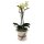 Orchidee, incl. natürlicher Dekoration und Filzmanschette  im Wert von 34,80 Euro gelb Filzmanschette in weiss