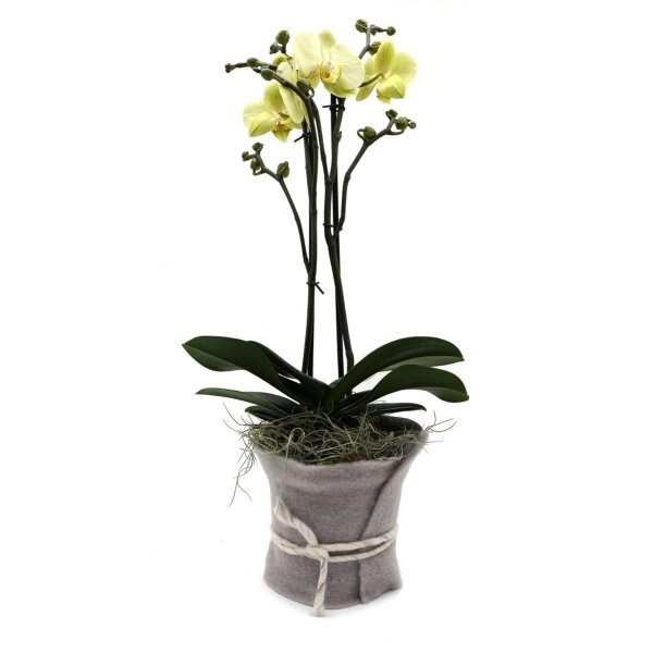 Orchidee, incl. natürlicher Dekoration und Filzmanschette  im Wert von 34,80 Euro gelb Filzmanschette in grau