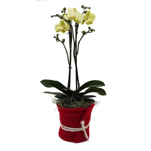 Orchidee, incl. natürlicher Dekoration und Filzmanschette  im Wert von 34,80 Euro gelb Filzmanschette in rot-bordeaux